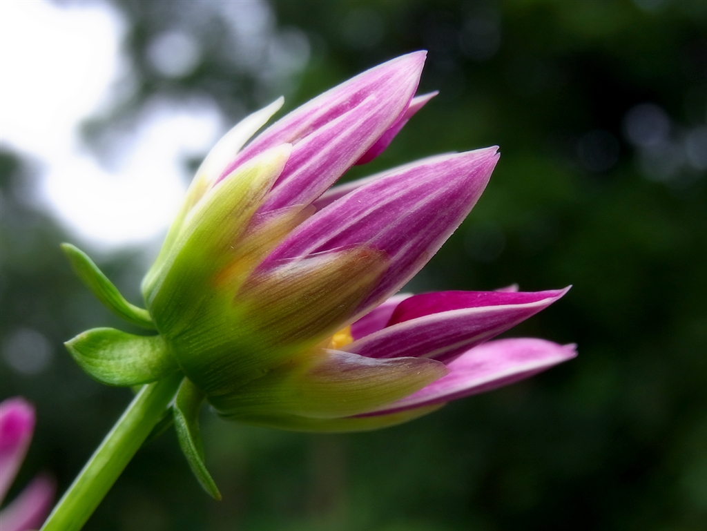 『ダリアの咲きかけ』リコー CX3 クラウジオ1980Ⅱさん のクチコミ掲示板投稿画像・写真「cx3で背景ボケの写真は撮れ