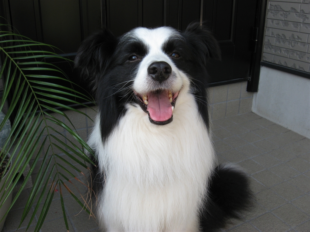 価格 Com 中型犬 ボーダー コリー Si Sa さん のクチコミ掲示板投稿画像 写真 ベビーフェイスのお爺さん