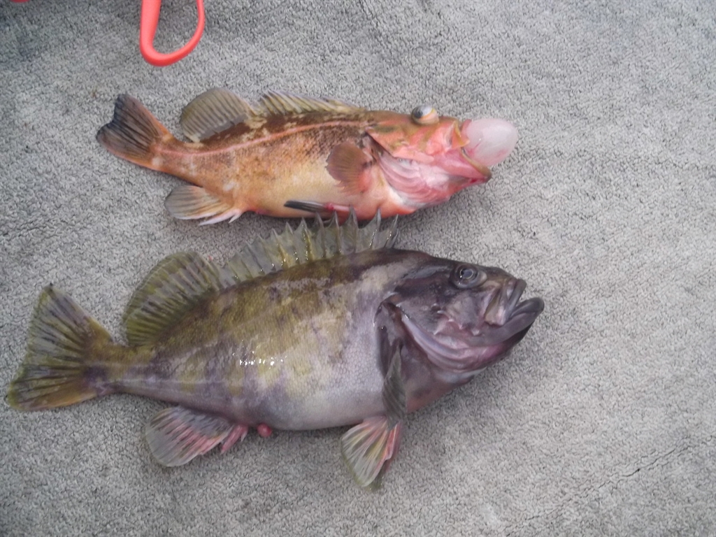 価格 Com 上がヤナギノマイで下がアオゾイ 釣り総合 Happy Walkerさんのクチコミ掲示板投稿画像 写真 全国各地で渓流釣り開幕