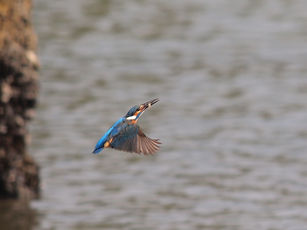 『EPL1』オリンパス オリンパス・ペン Lite EPL1 ダブルズームキット FJ2501さん のクチコミ掲示板投稿