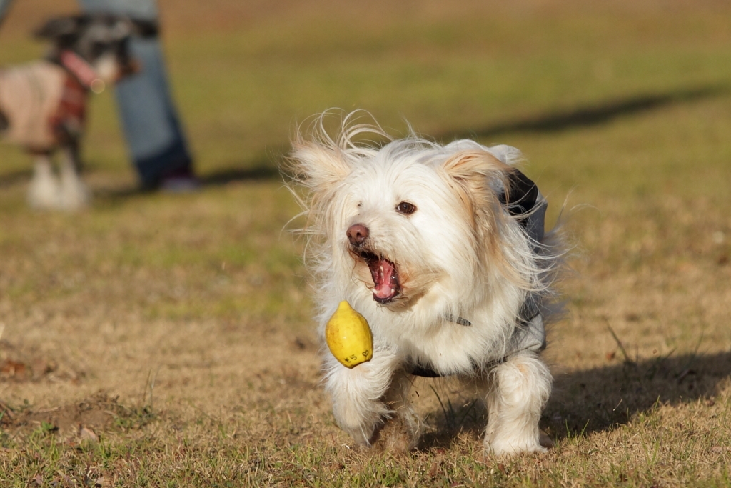 キヤノンEF70-200F4L IS USM　CONTAXフィルター付