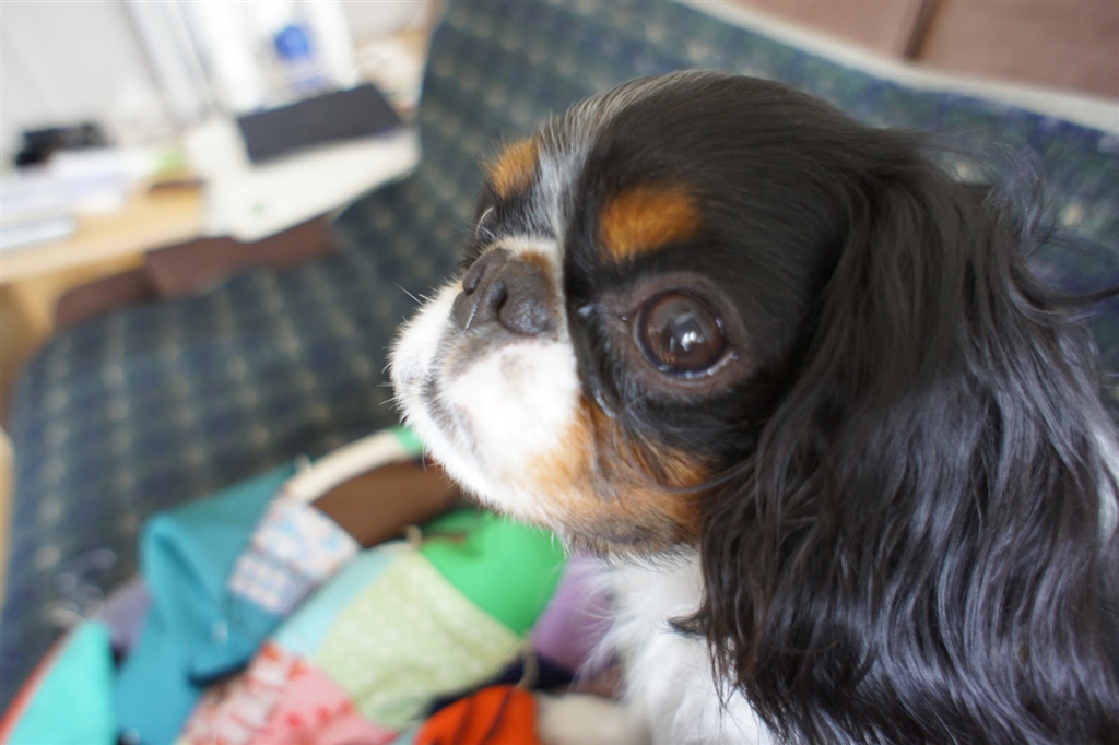 価格 Com マズルが短いのが特徴 小型犬 キング チャールズ スパニエル まっしゅ さん のクチコミ掲示板投稿画像 写真 穏和でやさしい性格 無駄吠えなしの平和主義者 4281
