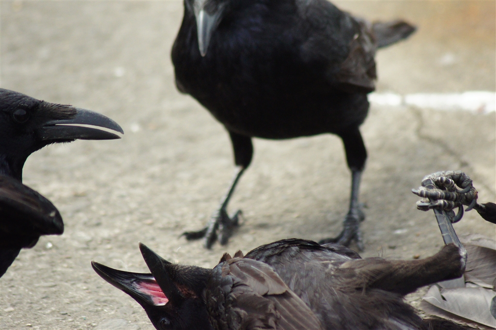 価格 Com カラスの喧嘩 デジタル一眼カメラ ド ナ ド ナさんのクチコミ掲示板投稿画像 写真 写真作例 色いろいろ 6