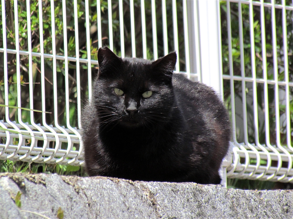 価格 Com 野良黒猫 Canon Powershot Sx30 Is 菊銀さん のクチコミ掲示板投稿画像 写真 画像投稿用スレ