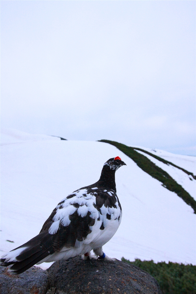 価格.com - 『かっこいい雷鳥』CANON EOS 40D ボディ 金魚おじさんさん のクチコミ掲示板投稿画像・写真「価格が…」[951810]