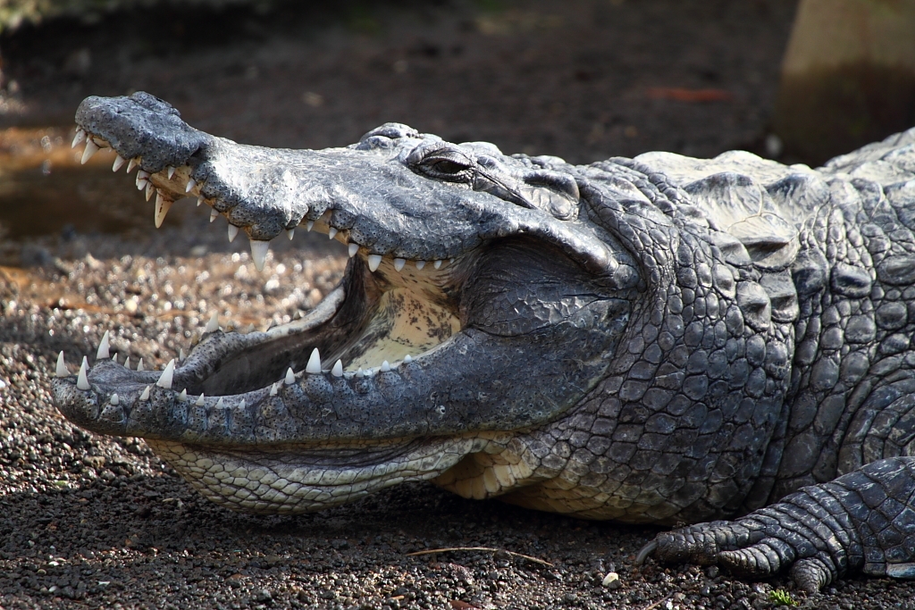 価格 Com ワニは口を閉める力は強いのですが開く力は弱いです 目をふさぐとおとなしくなります デジタル一眼カメラ チャピレさんのクチコミ掲示板投稿画像 写真 Eos全機種 みんなで写真を見せあおう Part25