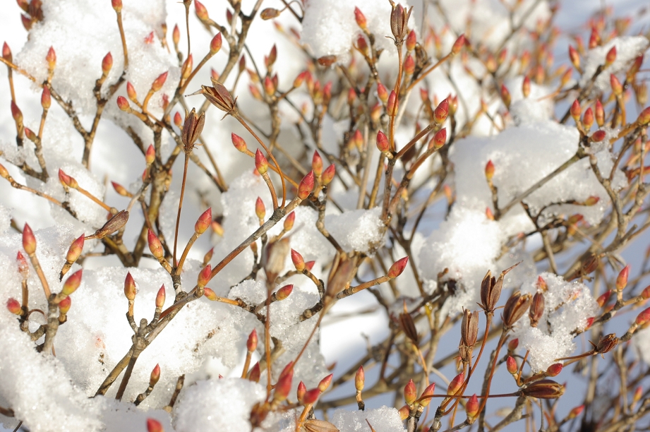 価格 Com 庭のドウダンツツジの芽 Faマクロ50mm ペンタックス Pentax K10d ボディ いちばの人さん のクチコミ掲示板投稿画像 写真 11年度版k10dで撮った冬写真をお見せ下さい