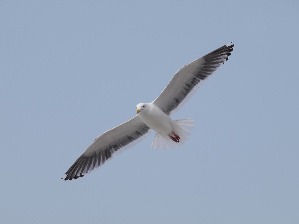 価格 Com E4で飛んでいる鳥を オリンパス ズイコーデジタル Ed 40 150mm F4 0 5 6 ぶれーくいんさん の クチコミ掲示板投稿画像 写真 いまさらながら購入