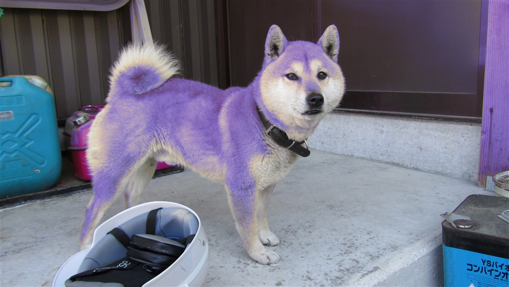 価格.com - 『紫柴』CANON PowerShot SX210 IS ic1500pさん のクチコミ