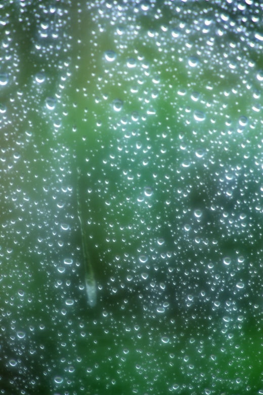 価格 Com 沖縄は梅雨なんですが 嫌な雨も美しく幻想的に 笑 コニカ ミノルタ Afソフトフォーカス100mmf2 8 月光花 さん のクチコミ掲示板投稿画像 写真 素晴らしいボケ描写だぁ