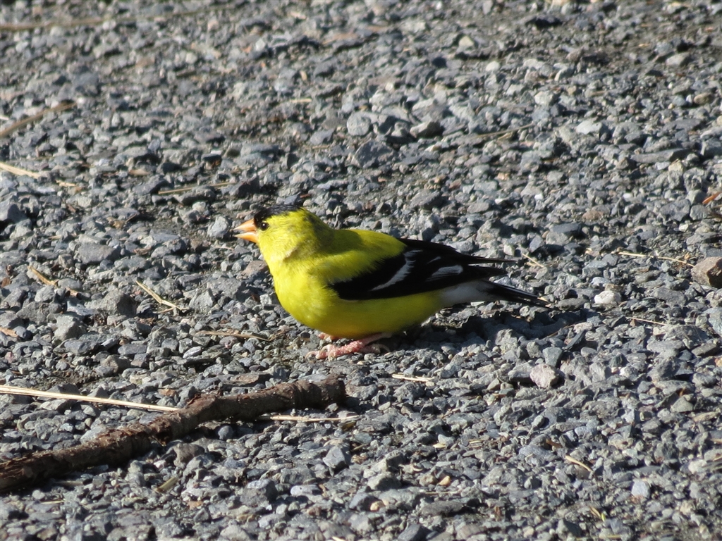 価格 Com American Goldfinch オウゴンヒワ オス もっといい背景で撮りたかった Canon Powershot Sx40 Hs Sakanatarouさん のクチコミ掲示板投稿画像 写真 お気楽野鳥撮影を楽しもう Part 9