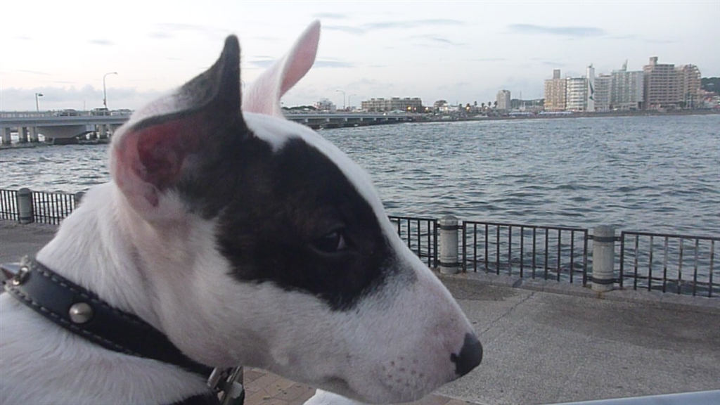 価格 Com 泳ぎたい 小型犬 ミニチュア ブル テリア Hidexkidさん のクチコミ掲示板投稿画像 写真 飼いたい方へのアドバイス