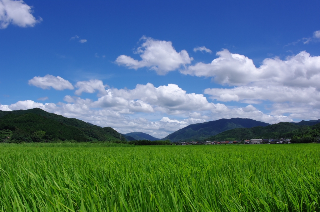 価格 Com 田んぼ 山 空 雲 日本の夏ですね ペンタックス Pentax K 7 ボディ ぺんたz 5pさん のクチコミ掲示板投稿画像 写真 という訳で K 7で切り取る 日本の夏 ってことでお願いします