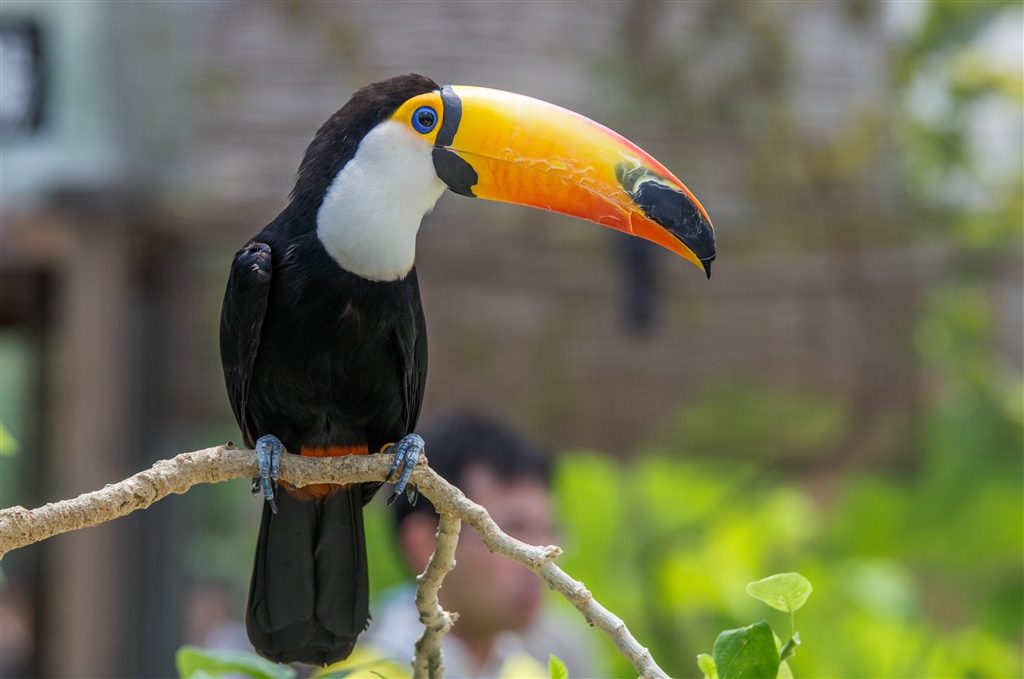 価格 Com このキョロちゃんみたいな鳥はオオハシっていいます Tamron Sp Af70 0mm F 2 8 Di Ld If Macro Model A001n Ii ﾆｺﾝ用 Photogenic Blueさん のクチコミ掲示板投稿画像 写真 もっと作例が見たい