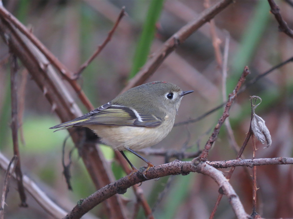 価格 Com Ruby Crowned Kinglet ルビーキクイタダキ Canon Powershot Sx50 Hs Sakanatarouさん のクチコミ掲示板投稿画像 写真 Sx50hs お気楽野鳥撮影を楽しもう Part2