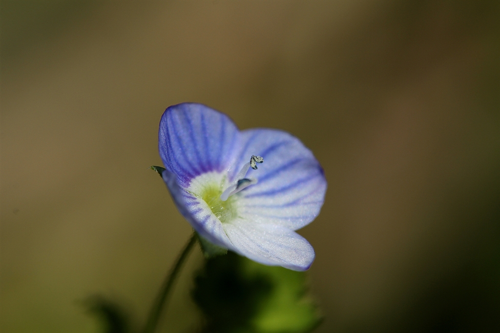 価格.com - 『タムロン180ミリマクロ使用』TAMRON SP AF90mm F/2.8 Di MACRO 1:1 (Model272E