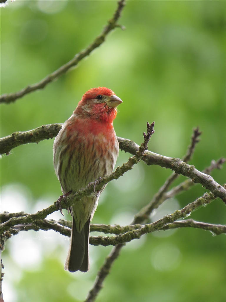 『メキシコマシコ Housefinch in USA. コンデジですみません。』CANON EF300mm F2.8L IS