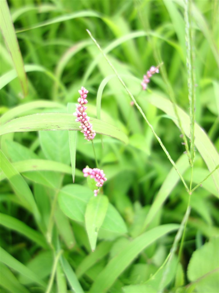 『夏の時期の雑草ですがイヌタデ？小さな花を付けます。』SONY サイバーショット DSC