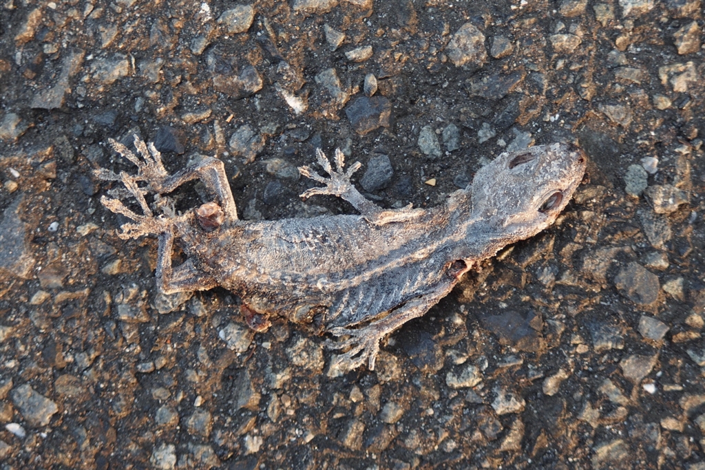 トカゲ ニシマツカサトカゲ入荷！！ 期間限定の大特価にて販売！ LINE