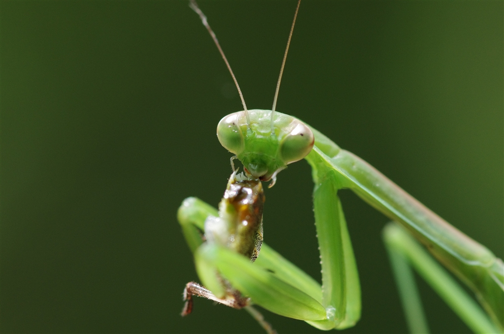 価格 Com くる禁 カマキリの食事２ 等倍 デジタル一眼カメラ 常にマクロレンズ携帯さんのクチコミ掲示板投稿画像 写真 写真作例 色いろいろ Part116 夏の日の13