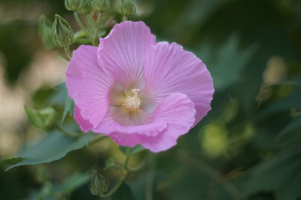 写真作例 色いろいろ３０ クチコミ掲示板 価格 Com