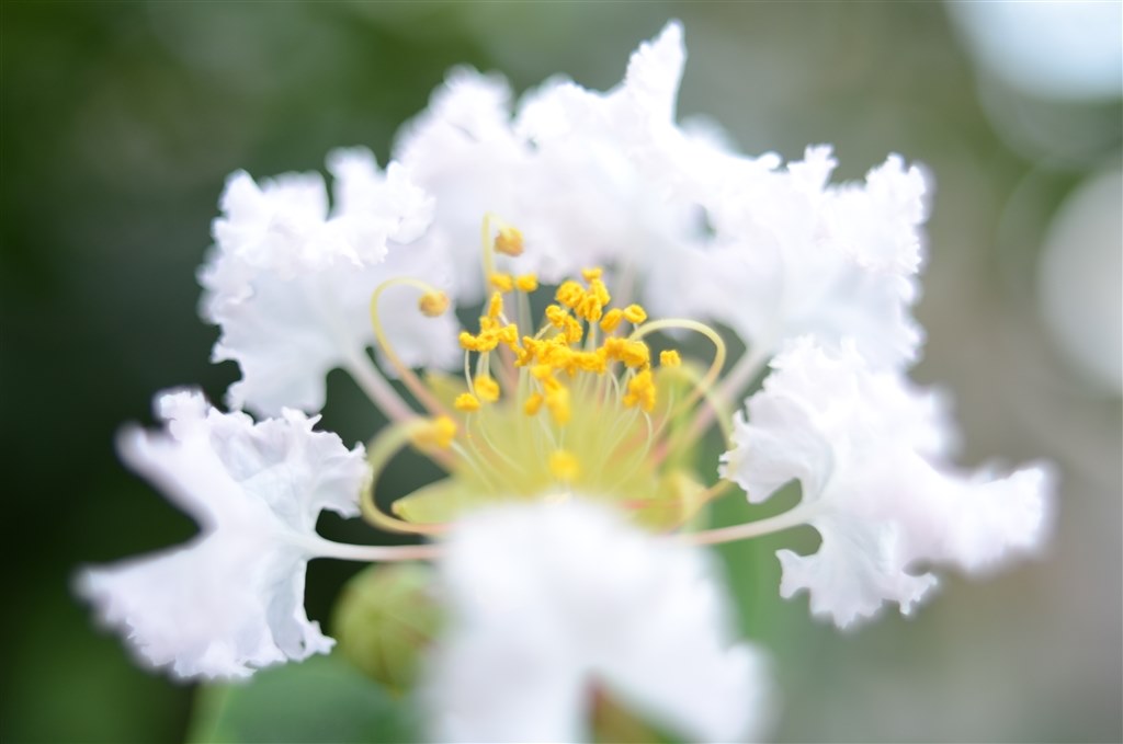 接写リングを使用しました ニコン D7000 ボディ のクチコミ掲示板 価格 Com 接写リングを使用しました ニコン D7000 ボディ のクチコミ掲示板 価格 Com