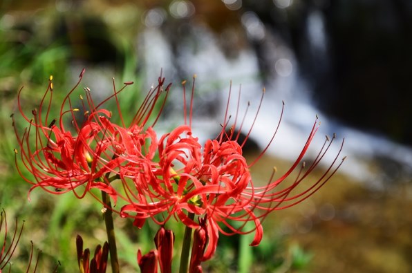 【美品✨】Nikon D7000 ボディ デジタル一眼レフ 作例あり Nikon (ニコン) デジタル一眼レフカメラ D7000 ボディ