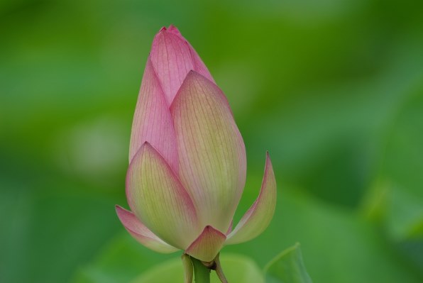 シグマ SIGMA APO 170-500mm F5-6.3 ペンタックス用 Amazon.co.jp: シグマ 170-500mm F5-6.3 APO DG ペンタックス用