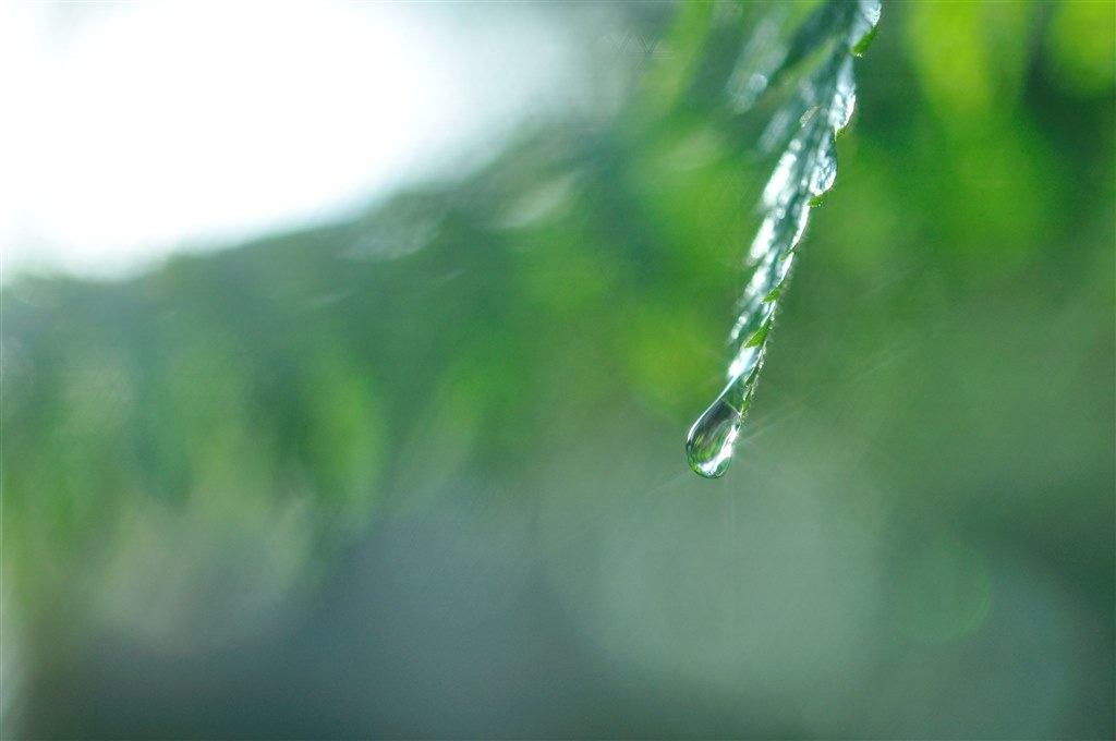 クロスフィルターの使い方について』 ニコン AF-S Micro NIKKOR 60mm f