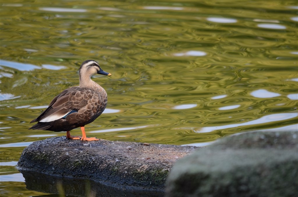 風景・野鳥撮影に✨超美品✨Nikon AF-S 55-300mm VR 超望遠 ちょっと野生の鴨撮影・・・』 ニコン AF-S DX NIKKOR 55-300mm f/4.5