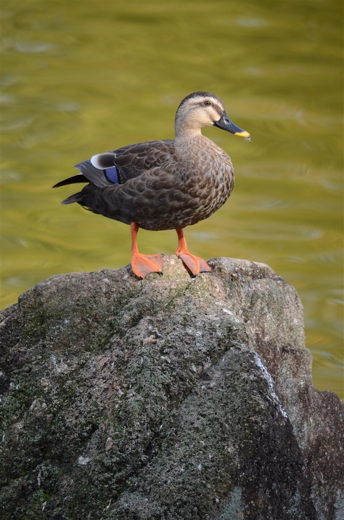 風景・野鳥撮影に✨超美品✨Nikon AF-S 55-300mm VR 超望遠 カワセミも撮影できました！』 ニコン AF-S VR Zoom-Nikkor 70-300mm f