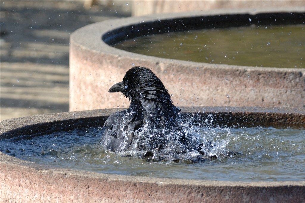 ちょっと野生の鴨撮影・・・』 ニコン AF-S DX NIKKOR 55-300mm f/4.5