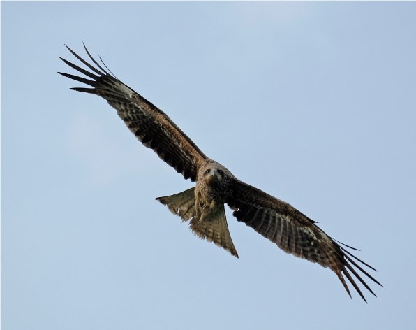 これで鳥撮りますか2』 ニコン AI AF VR Zoom-Nikkor 80-400mm f これで鳥撮りますか2』 ニコン AI AF VR Zoom-Nikkor 80-400mm f