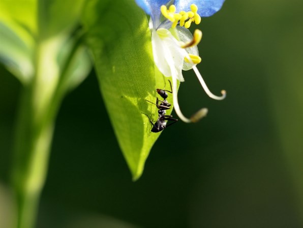 シグマ APO MACRO 150mm F2.8 EX DG HSM (ﾌｫｰｻｰｽﾞ用)投稿画像・動画 - 価格.com