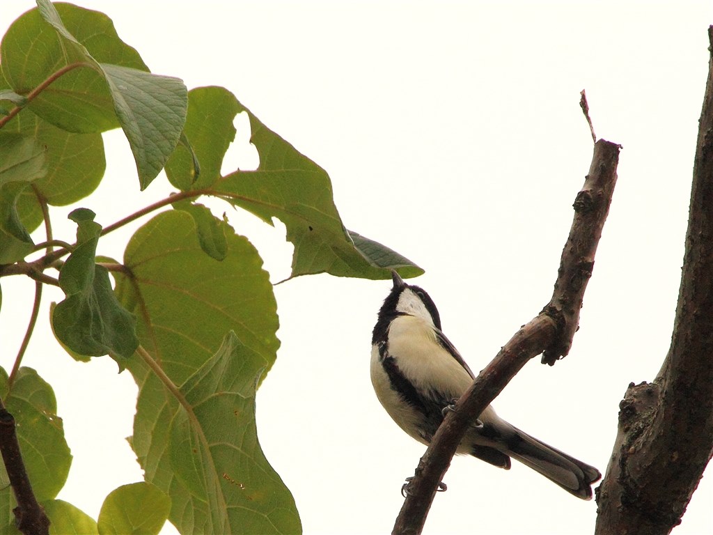 主に野鳥】初めての望遠レンズ購入で悩んでいます。』 シグマ