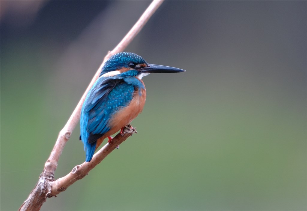 主に野鳥】初めての望遠レンズ購入で悩んでいます。』 シグマ APO 50