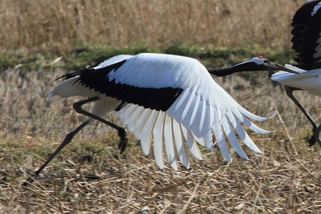 主に野鳥】初めての望遠レンズ購入で悩んでいます。』 シグマ APO 50