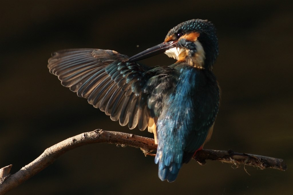 主に野鳥】初めての望遠レンズ購入で悩んでいます。』 シグマ APO 50
