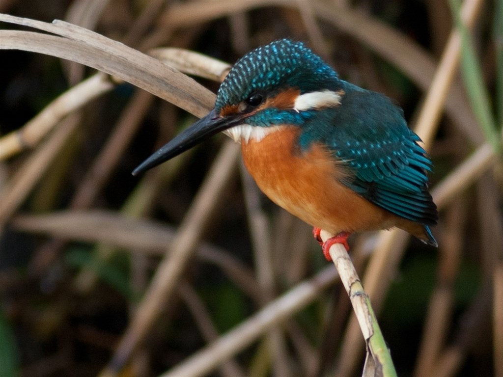 主に野鳥】初めての望遠レンズ購入で悩んでいます。』 シグマ APO 50