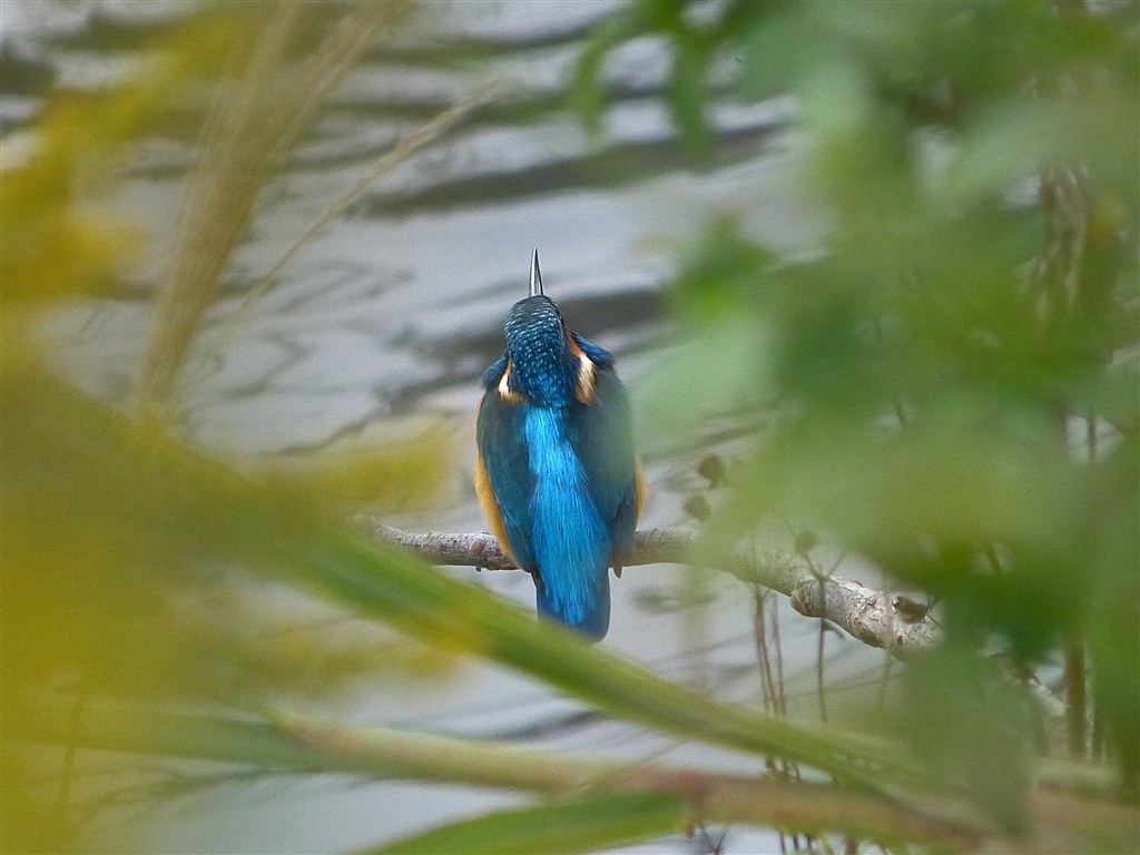 小さな野鳥を撮るのには・・・・・ Ⅱ』 パナソニック LUMIX DMC-FZ150