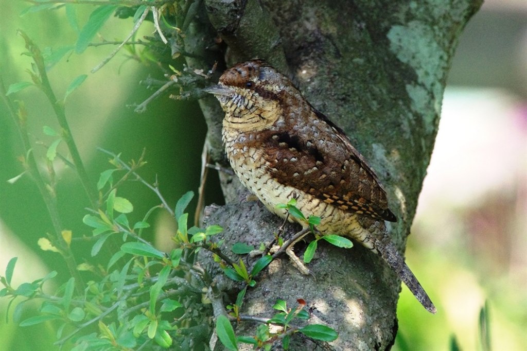 主に野鳥】初めての望遠レンズ購入で悩んでいます。』 シグマ APO 50