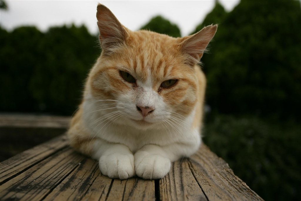広角ポートレート』 CANON EF17-40mm F4L USM のクチコミ掲示板 - 価格.com