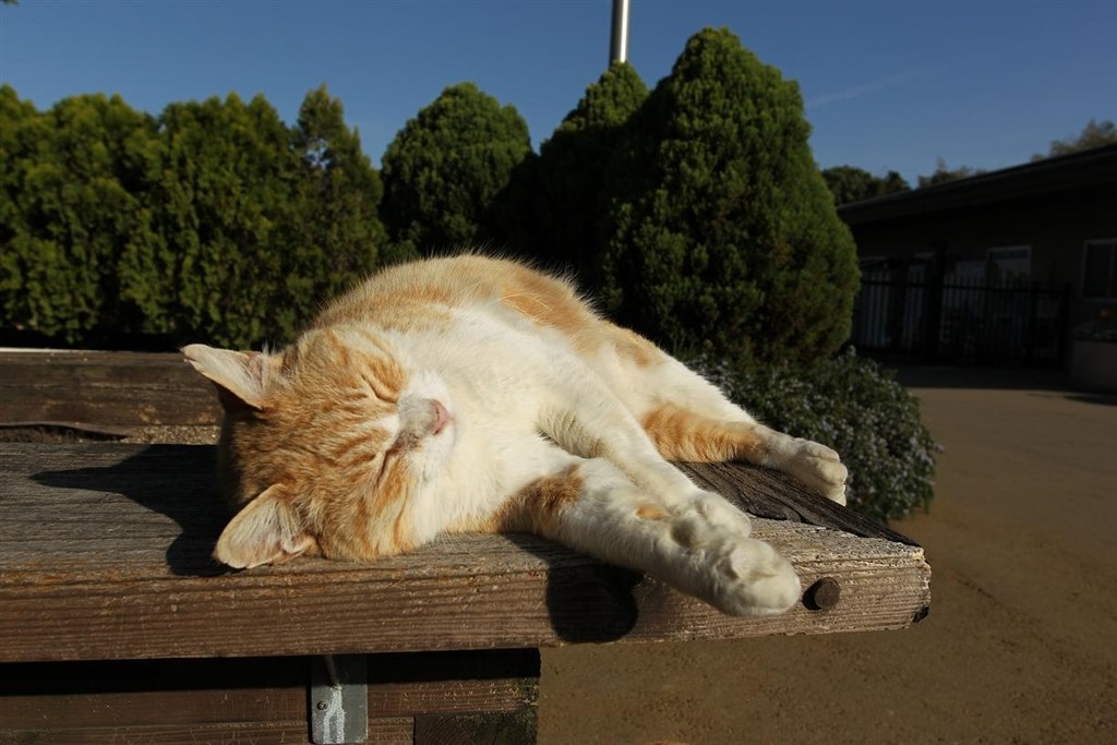 広角ポートレート』 CANON EF17-40mm F4L USM のクチコミ掲示板 - 価格.com