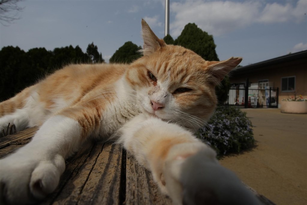 美品　Canon EF 17-40mm f/4L 　作例あり Canon（キヤノン） EF17-40mm F4L USM 実写レビュー | フォト