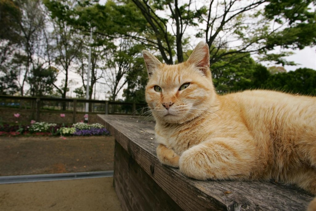 広角ポートレート』 CANON EF17-40mm F4L USM のクチコミ掲示板 - 価格.com