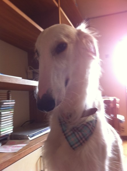 大型犬 ボルゾイ投稿画像 動画 価格 Com