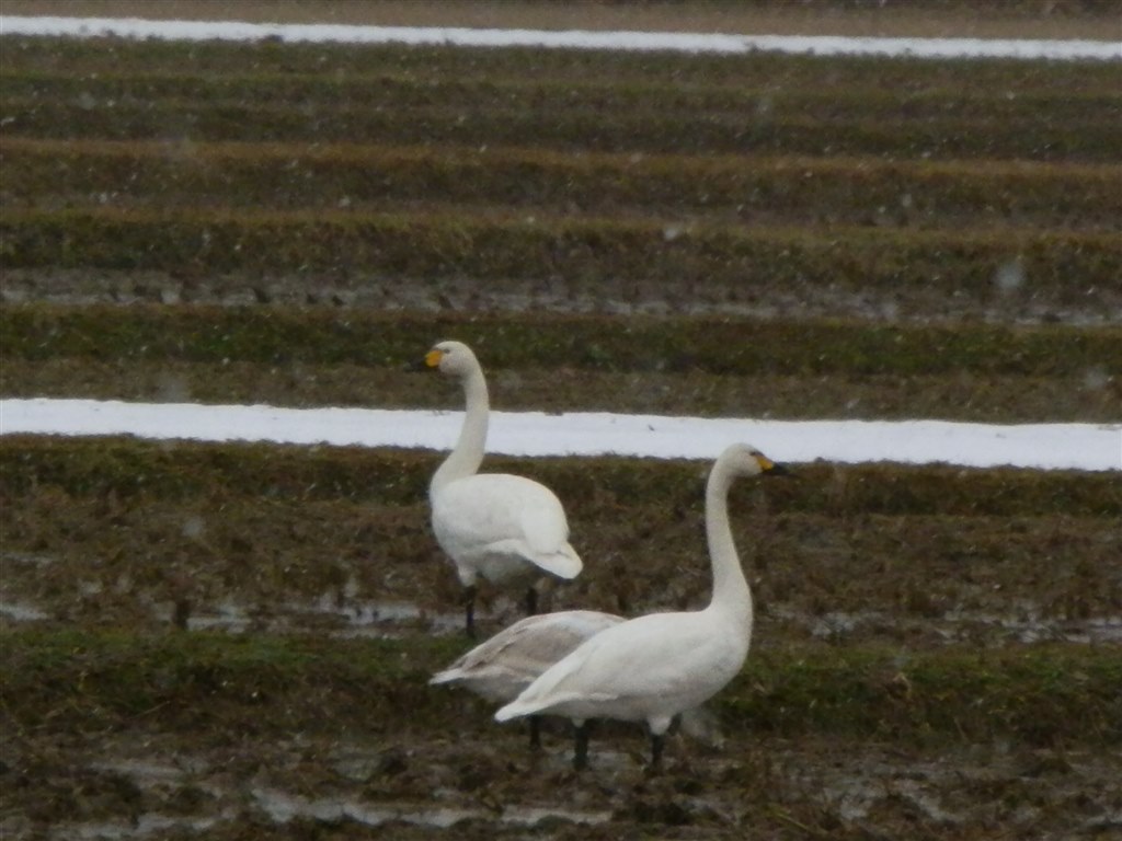 SP-610UZ購入しました！撮りました！』 オリンパス OLYMPUS SP-610UZ