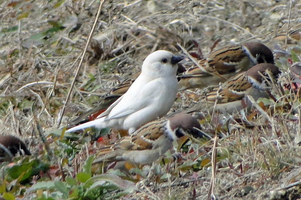スズメページ Amazon.co.jp: スズメのくらし (たくさんのふしぎ傑作集) : 平野 伸明