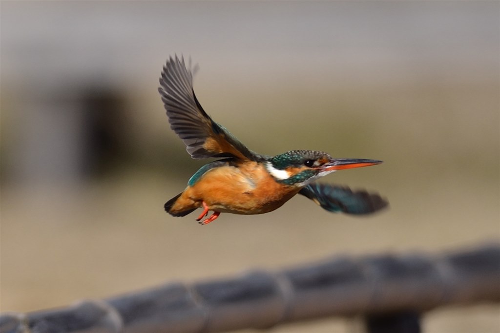 野鳥撮り』 ニコン D7000 ボディ のクチコミ掲示板 - 価格.com 野鳥撮り』 ニコン D7000 ボディ のクチコミ掲示板 - 価格.com