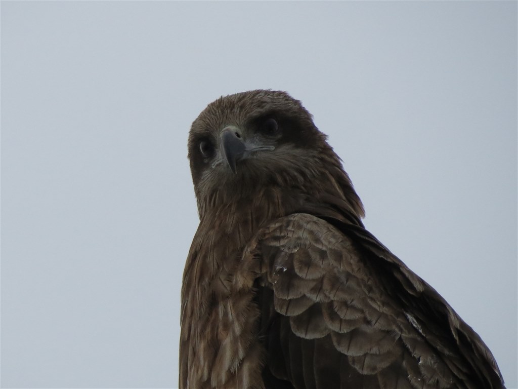 お気楽野鳥撮影を楽しもう Part 4 Canon Powershot Sx40 Hs のクチコミ掲示板 価格 Com